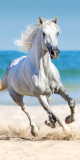 Osuška Biely Kôň