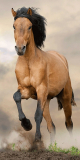 Osuška Hnedý kôň